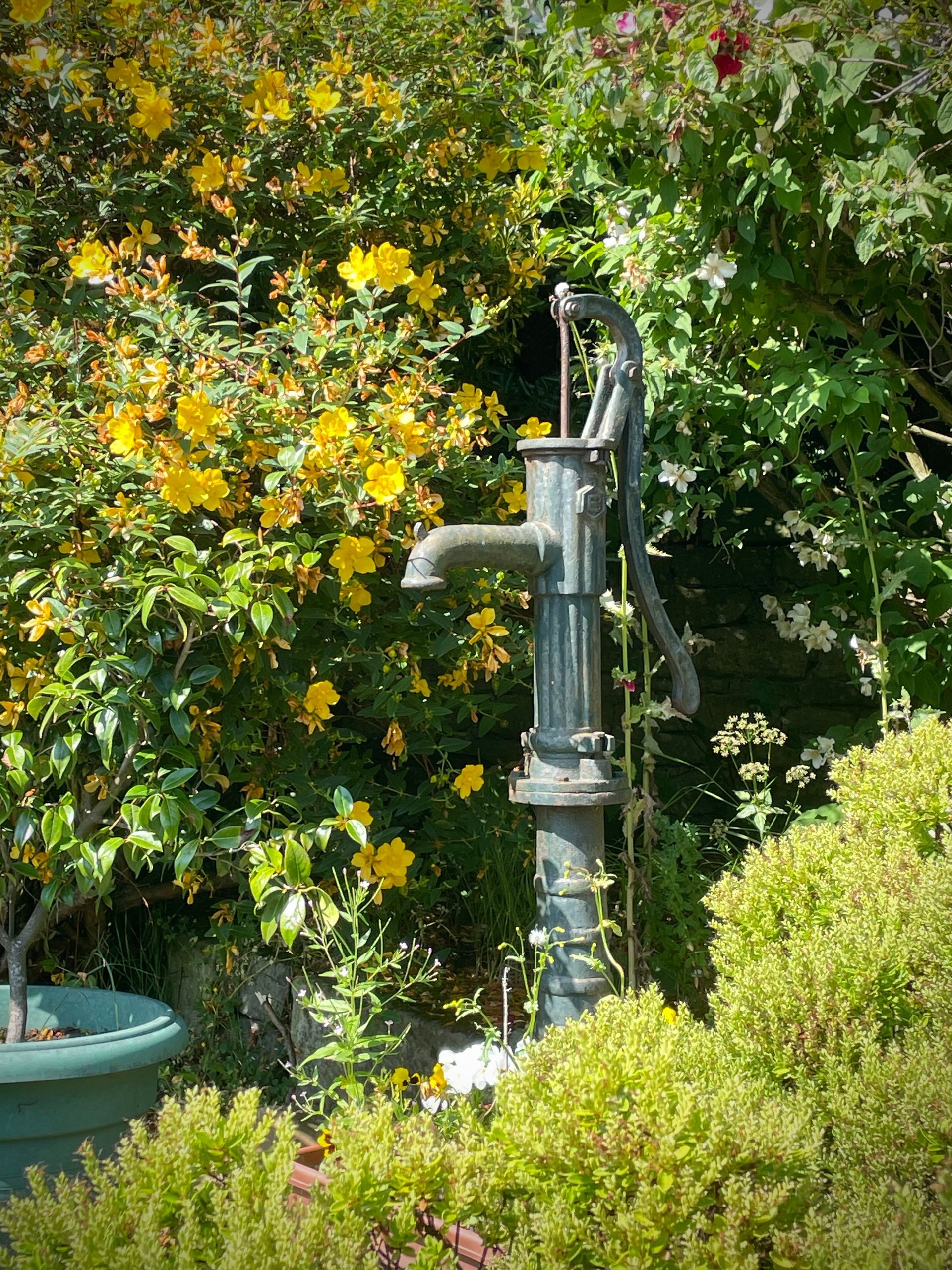 A vintage metal water pump surrounded by vibrant yellow flowers and lush greenery in a garden setting.